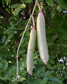   Fruits:   Kigelia africana ; Photo by M. Schmidt, eol.org
